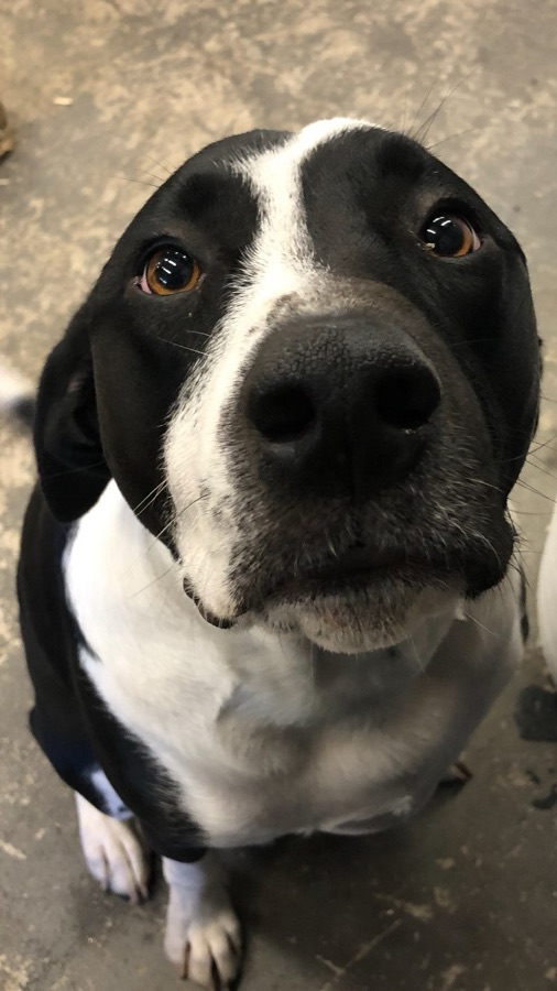 Toby, shop dog at Vella Welding
